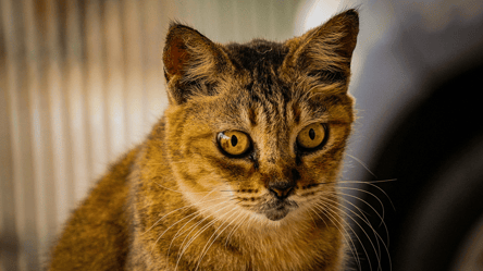 5 сигналів, за допомогою яких коти попереджають про небезпеку - 285x160