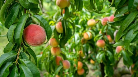 Как защитить персиковые деревья зимой — эффективные методы - 285x160