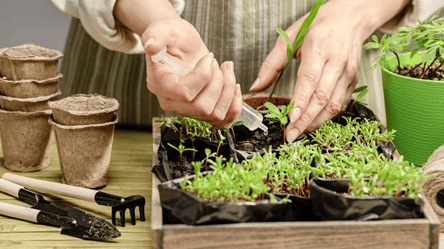 Через ці помилки розсада хворіє — сім головних причин - 285x160