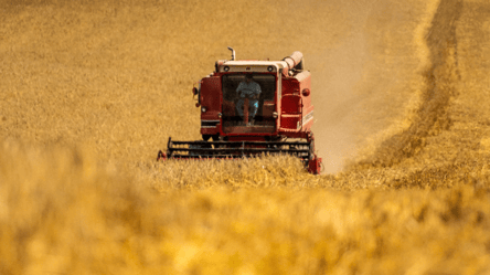 В Україні знову зросли ціни на пшеницю — скільки коштує зерно наприкінці вересня - 290x166