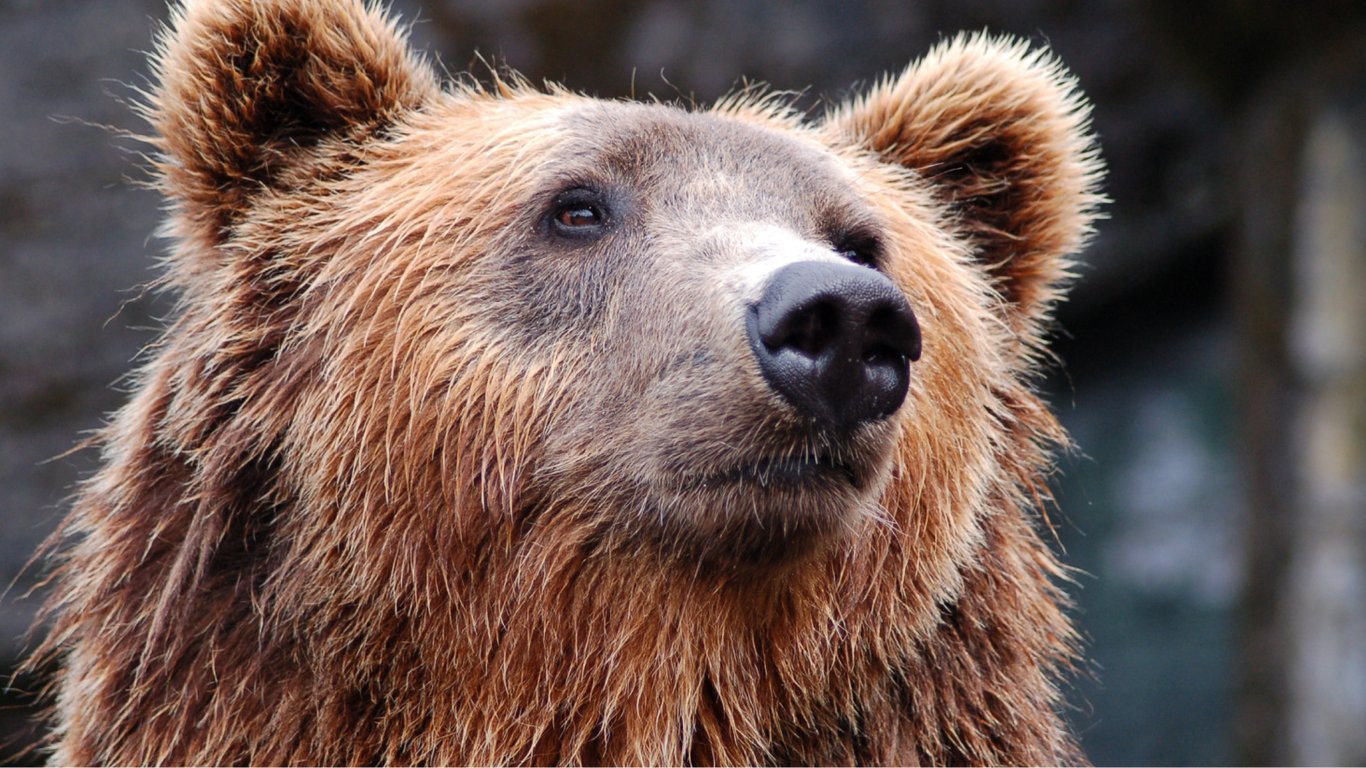 У США приспали хворого ведмедя, який з'їв сміття