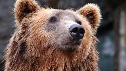 В США усыпили больного медведя, который съел мусор - 285x160