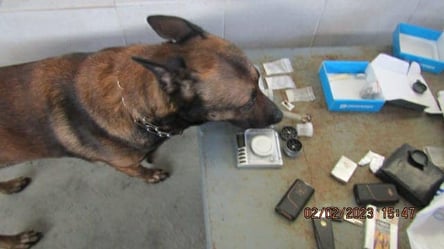 Службовий пес одеських митників знайшов партію наркотиків - 285x160