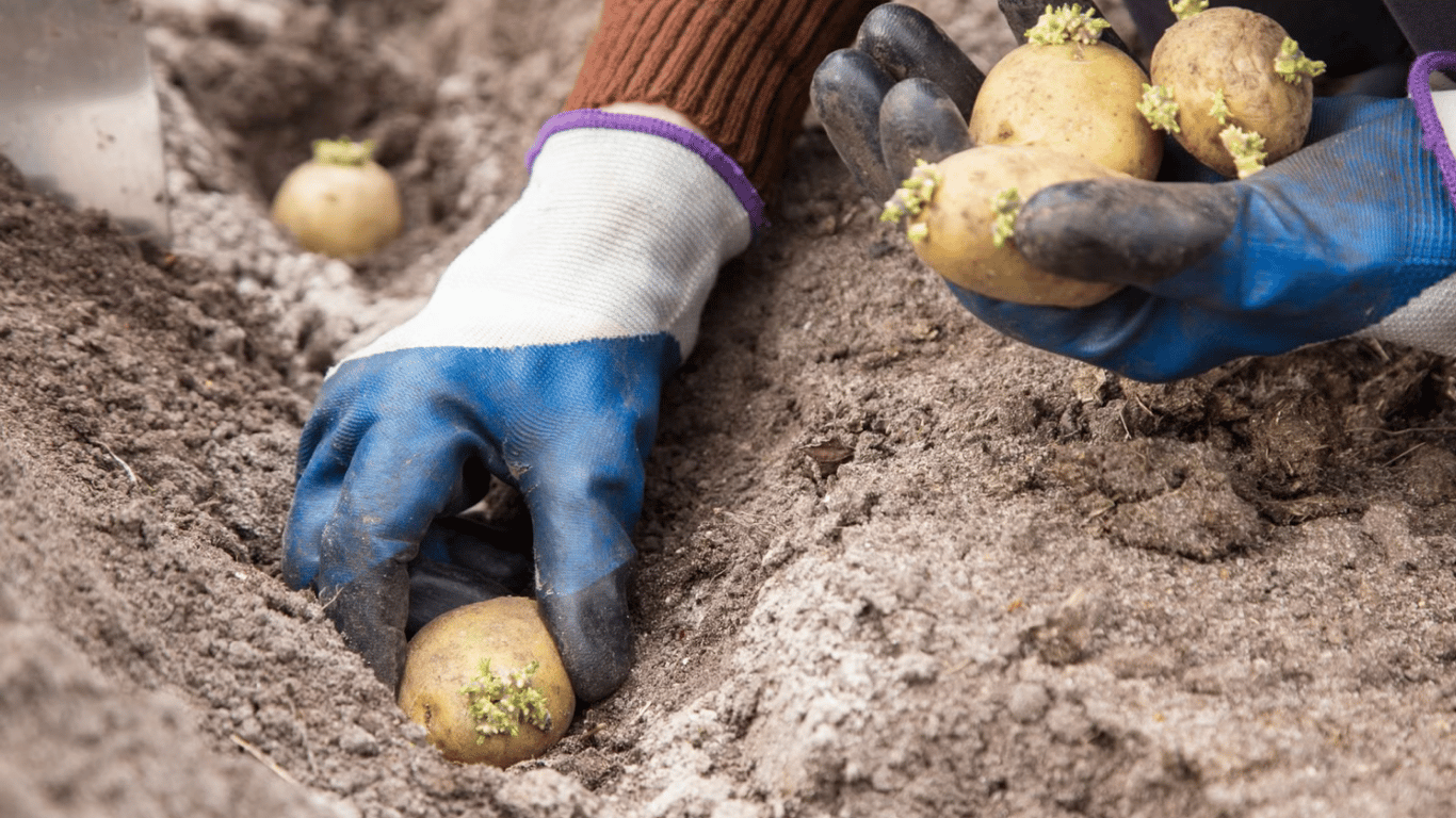 Як зібрати молоду картоплю вже у червні 2026: секрети посадки овочу