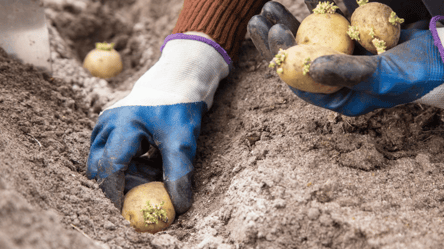 Врожай молодої картоплі зберете вже у червні: секрети посадки - 290x166