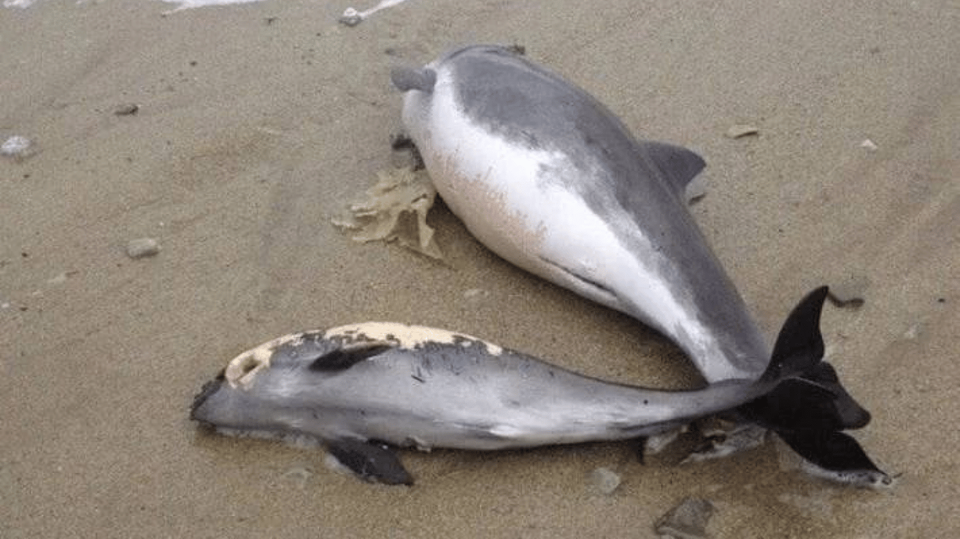 На берег окупованої Кирилівки викидає дедалі більше загиблих дельфінів