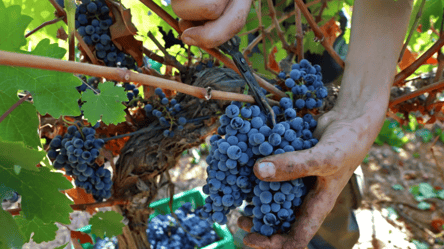 Осенняя защита винограда — простые способы избавиться от грызунов - 285x160