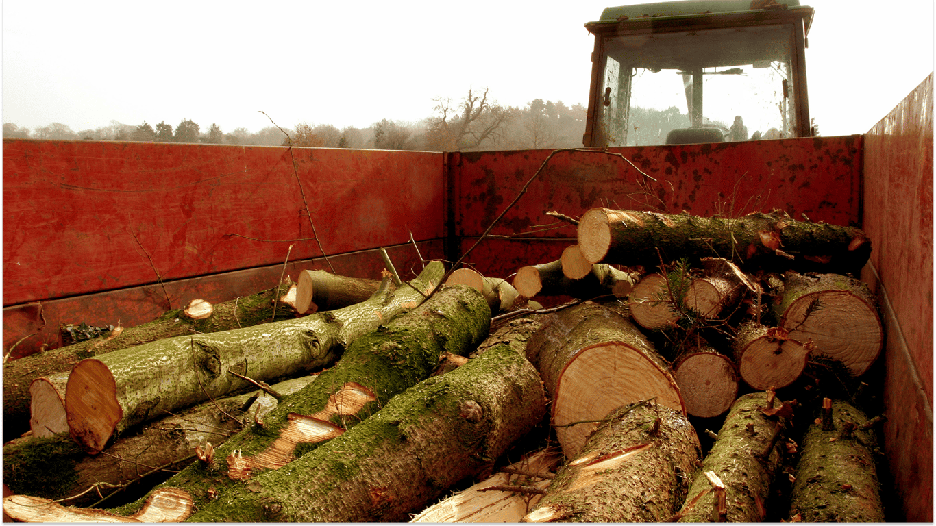 Нелегальні дрова — чи можуть оштрафувати покупця у 2025 році