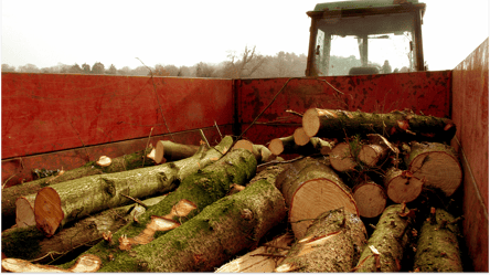Нелегальные дрова — могут ли оштрафовать покупателя в 2025 году - 285x160