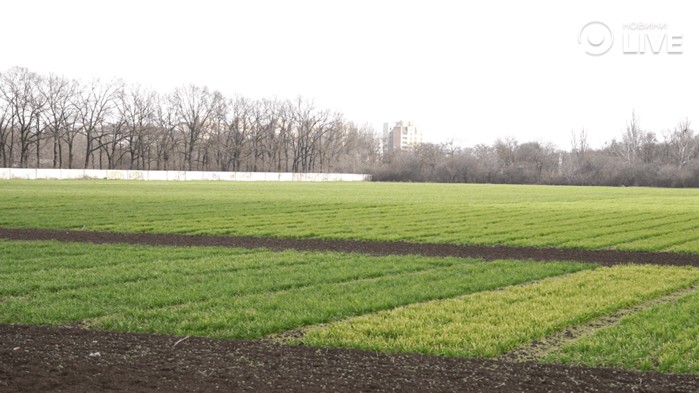 Поля озимого посіву 