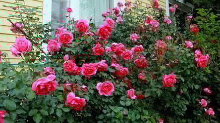 Що не можна садити біля троянд — вісім небезпечних сусідів - 285x160