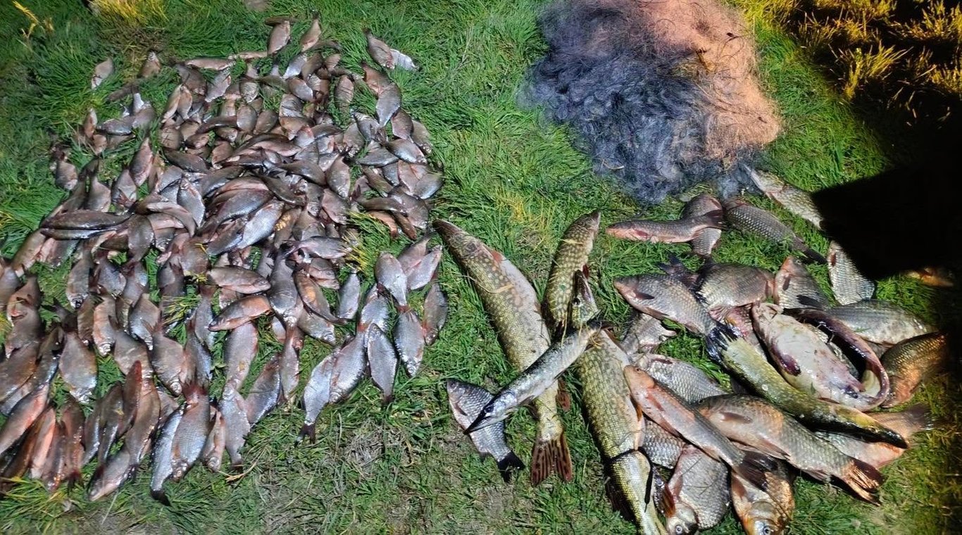 В одеській області браконьєри завдали великої шкоди - фото 2