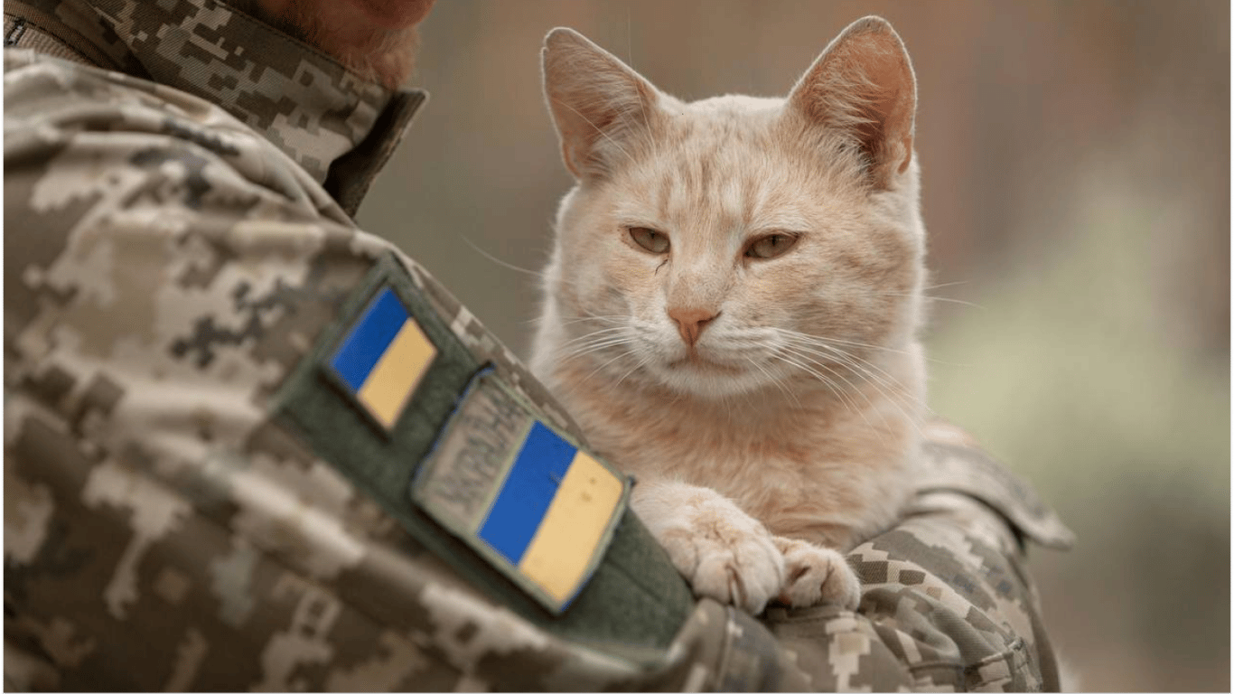 Еще один четвероногий "защитник": бойцы показали военного кота "Сметану"