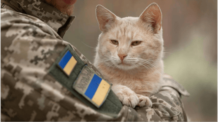 Еще один четвероногий "защитник": бойцы показали военного кота "Сметану" - 285x160
