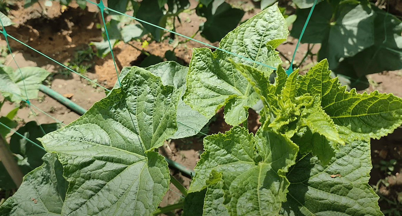 Куст огурцов