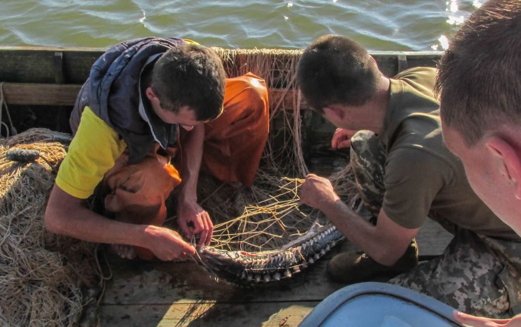 Браконьєри воливили червонокнижну рибу