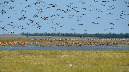 Экологическая катастрофа на юге — последствия не оценены - 290x166