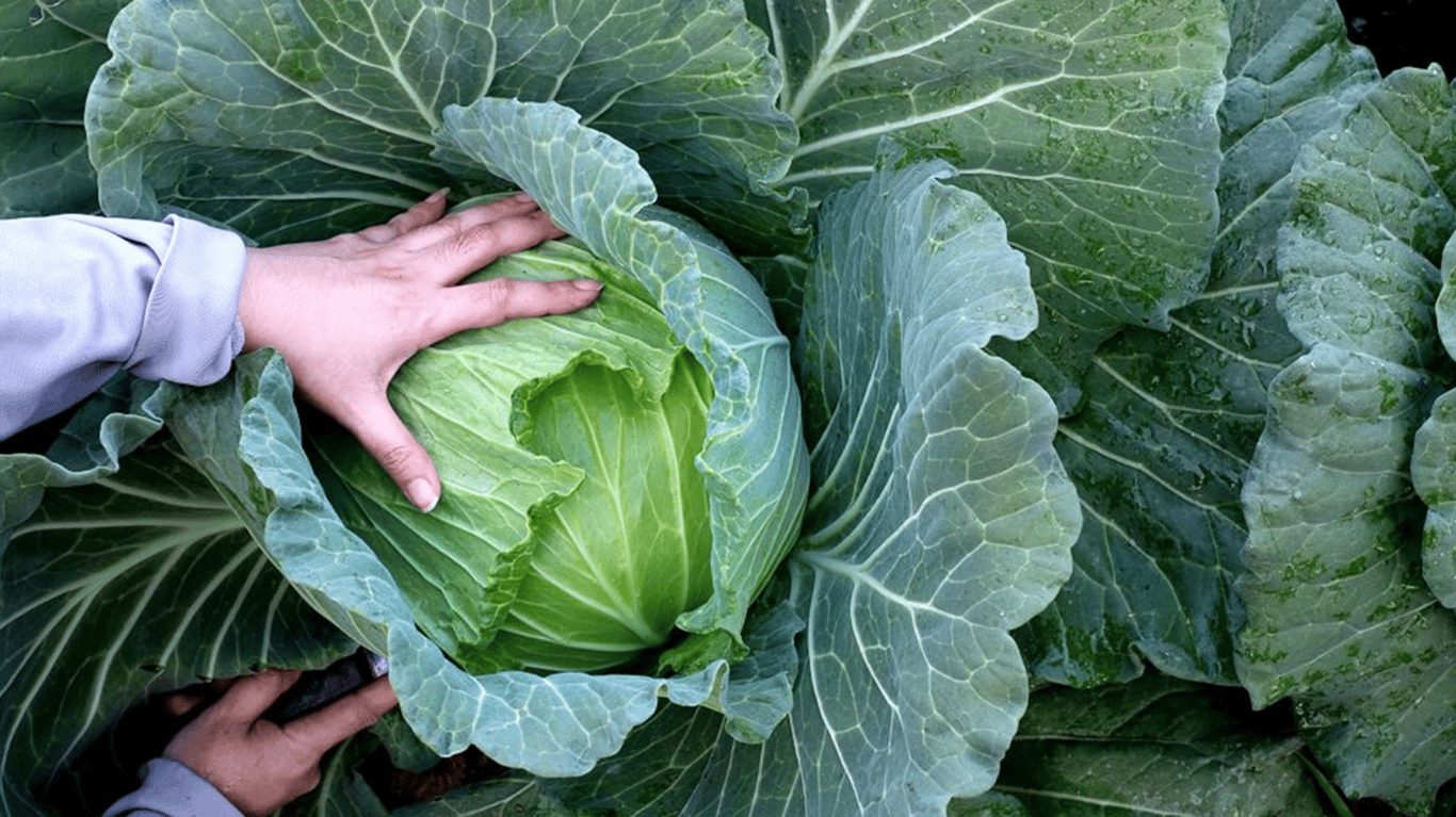 Городник перевіряє врожай капусти.