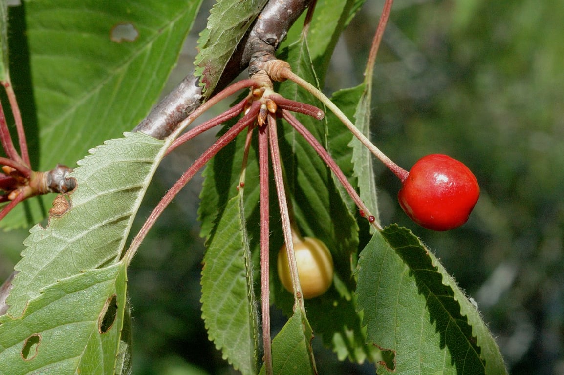 Чому вишня перестала плодоносити — головні причини