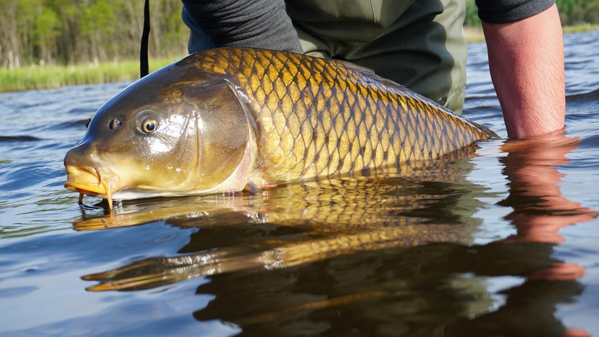 Як приготувати найкращу прикормку для коропа
