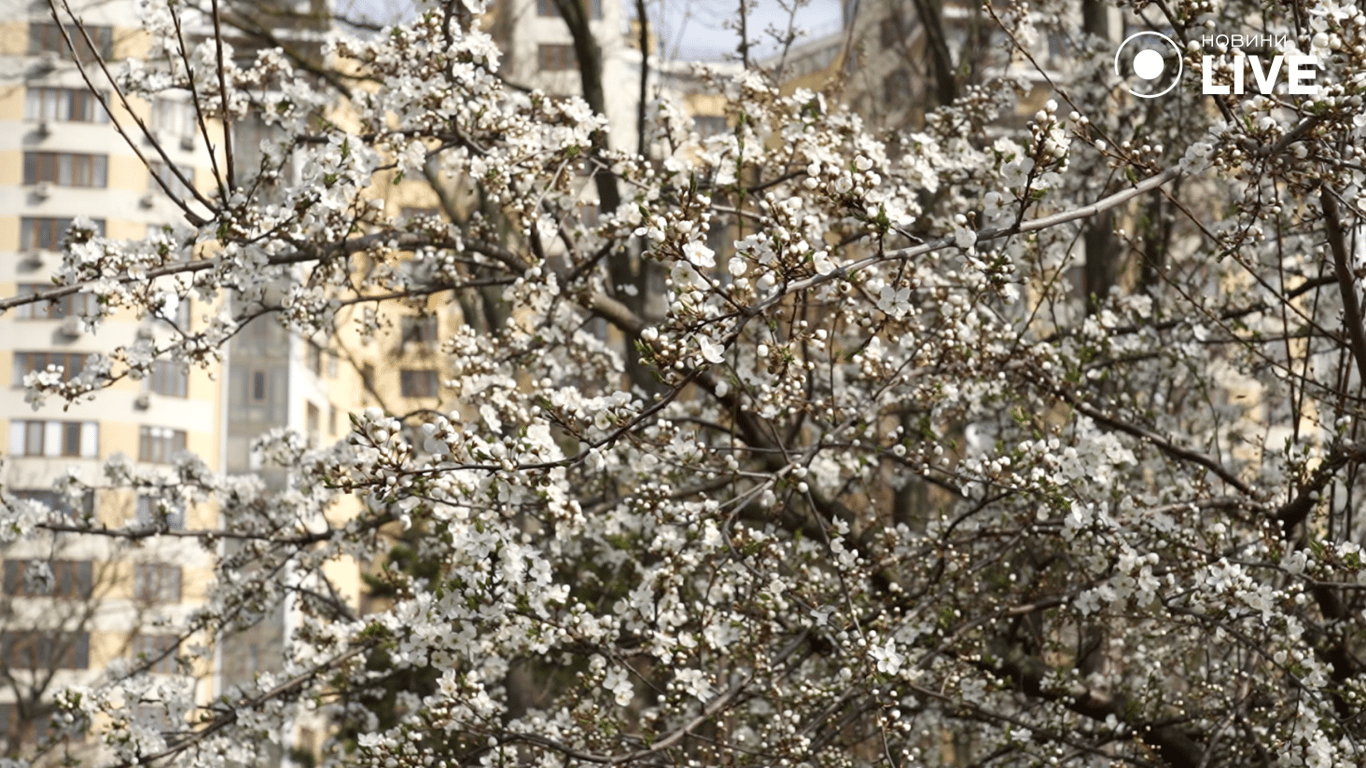 Цвітіння дерев 