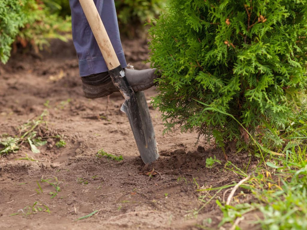 Чим підживити туї восени