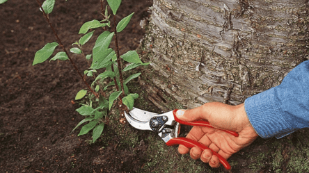 Чому поросль повертається і як її зупинити — просте рішення - 285x160