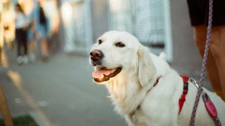 Штрафи неминучі — за що каратимуть власників собак у жовтні - 285x160