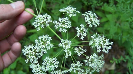 Квітуча трава-вбивця — що відомо про найотруйнішу рослину України і як захиститися - 285x160