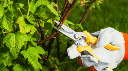 Правильная обрезка в феврале — гарантия обильного цветения - 290x160