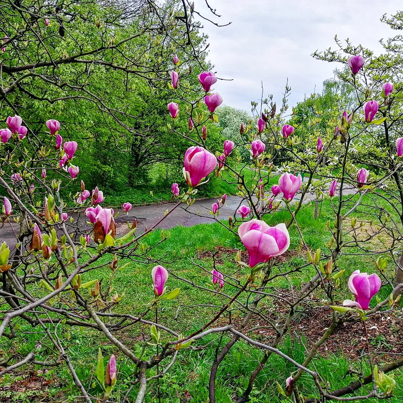 Сад магнолій у Києві – ціна за квиток у ботанічний сад імені Гришка - фото 1