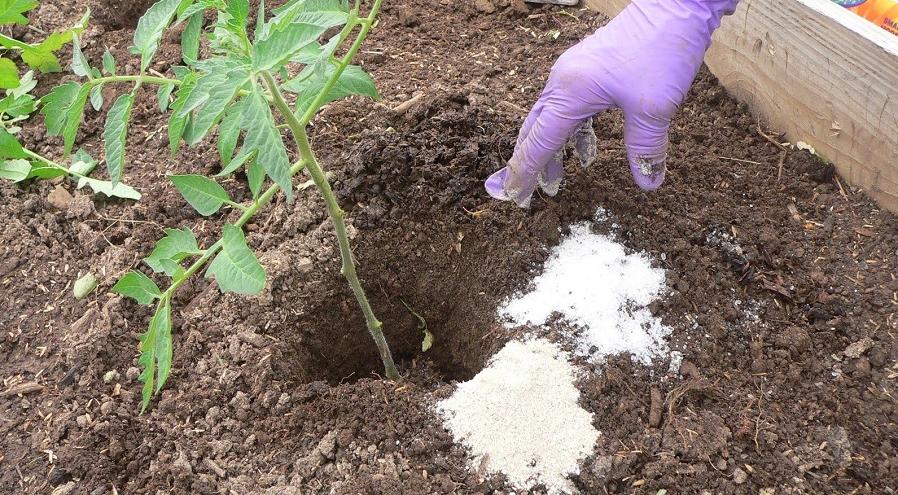 Использование сахара на огороде