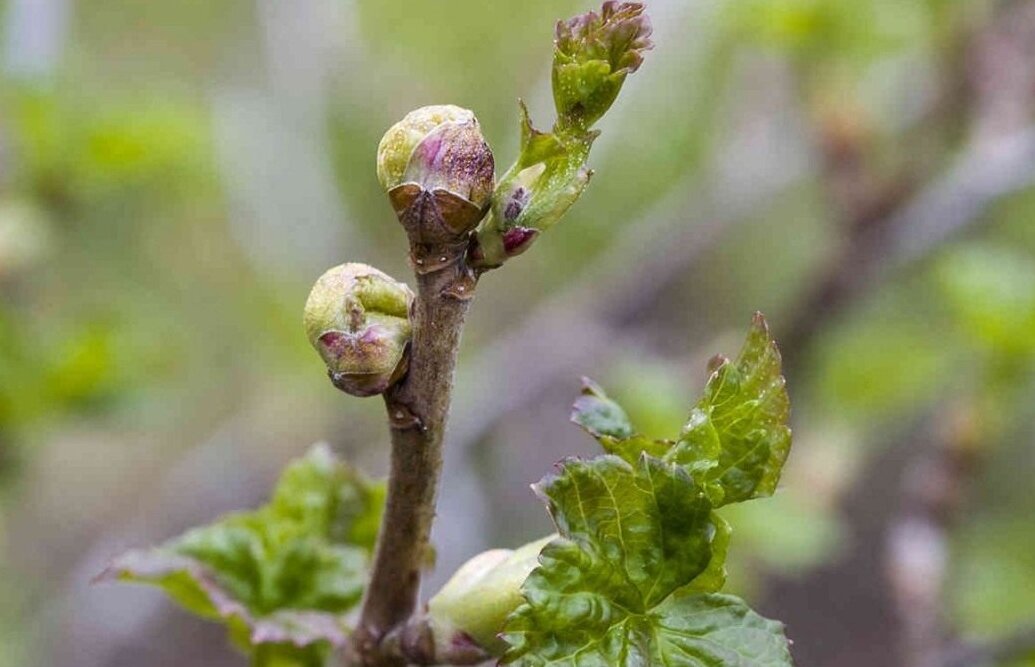 Почечный клещ