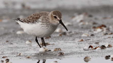 В нацпарку на Одещині перерахували птахів — скільки всього - 290x166