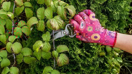 Обрізка ремонтантної малини восени — коли і як робити правильно - 285x160