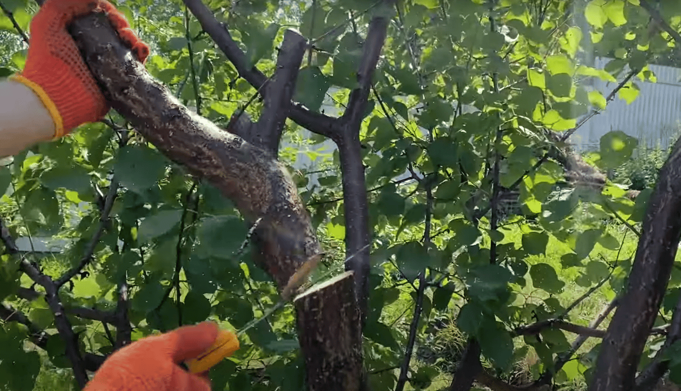 Обрезка ветки абрикосового дерева посередине