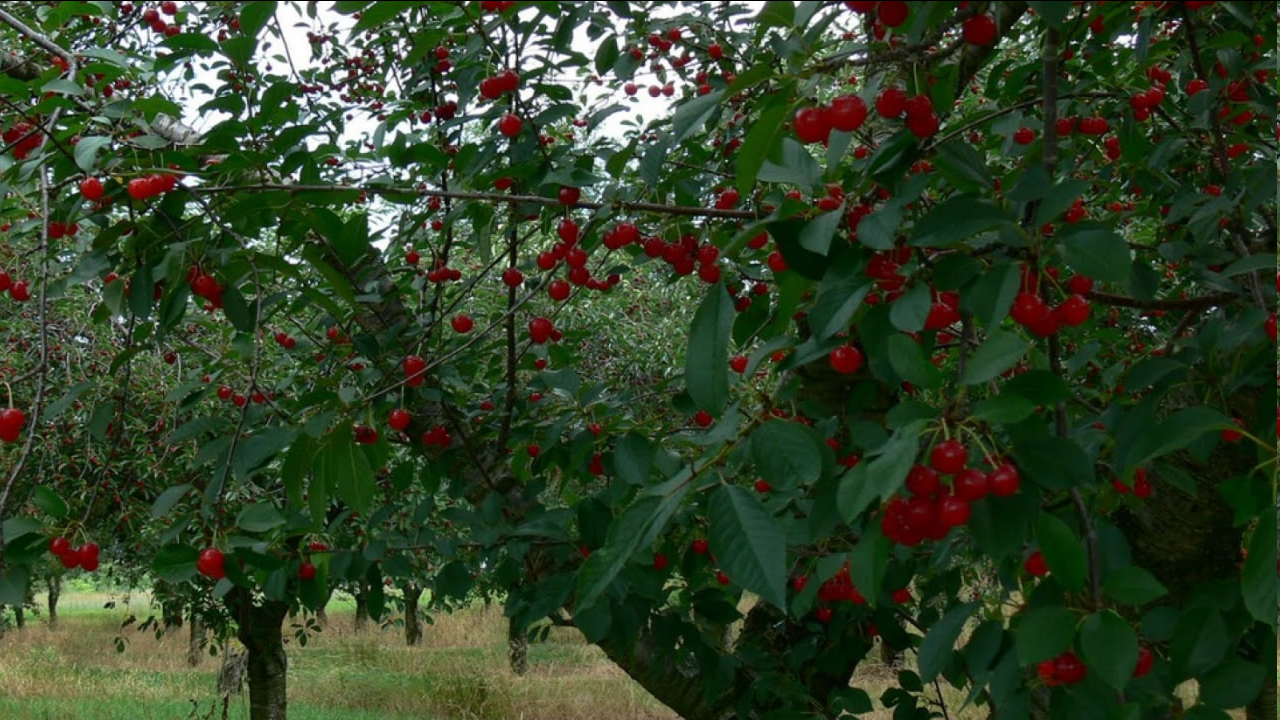 Ці дерева найкраще садити саме в серпні — секрети садівників - фото 3