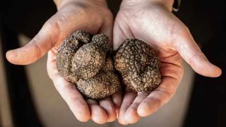 Делікатес за сотні євро — найдорожчий гриб росте в Україні - 285x160