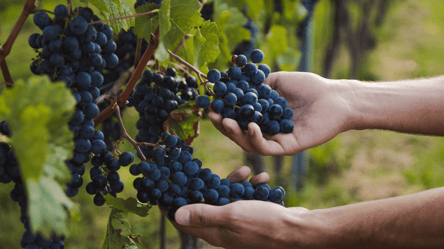Чому восени погіршуєтся якість винограду і як цього уникнути - 285x160