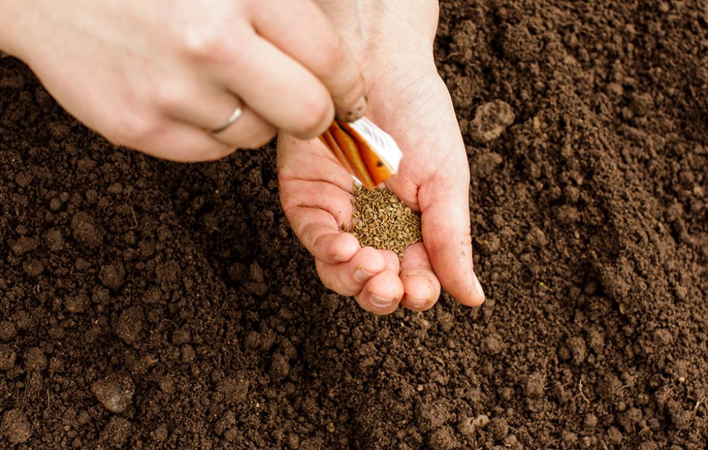 Семена моркови