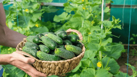 Самые урожайные сорта огурцов 2025 года — проверенные рекордсмены - 285x160