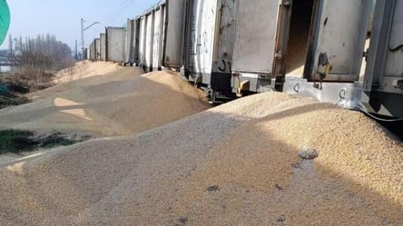 В МВД Польши отреагировали на рассыпание зерна на границе — накажут ли виновных - 285x160
