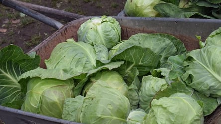Як захистити капусту від розтріскування восени — три прості кроки - 285x160