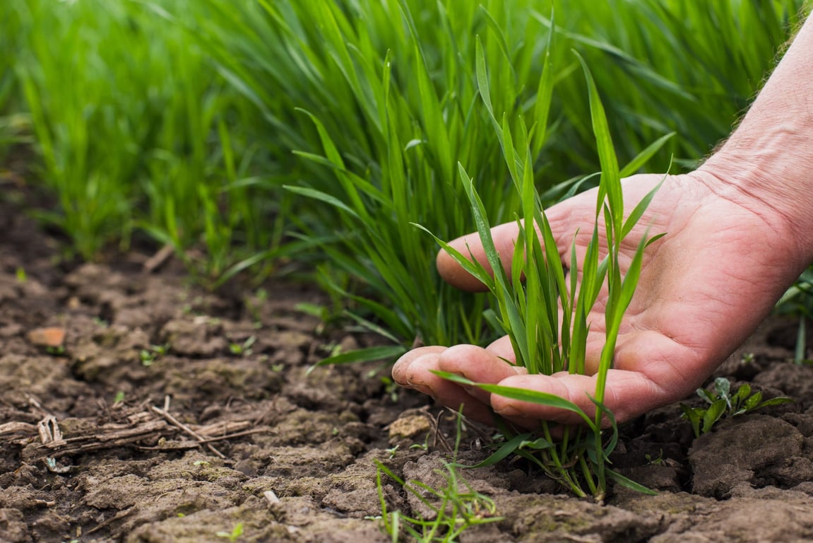 Какие растения посадить возле малины — метлица