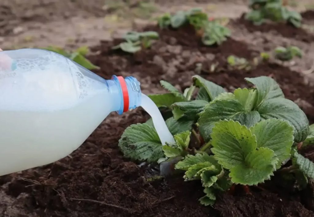 Полив клубники