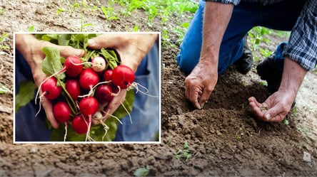 Ці сорти редиски сіють вже у березні — багатий врожай гарантовано - 285x160
