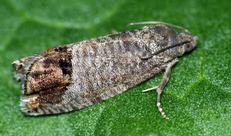 Сливова плодожерка