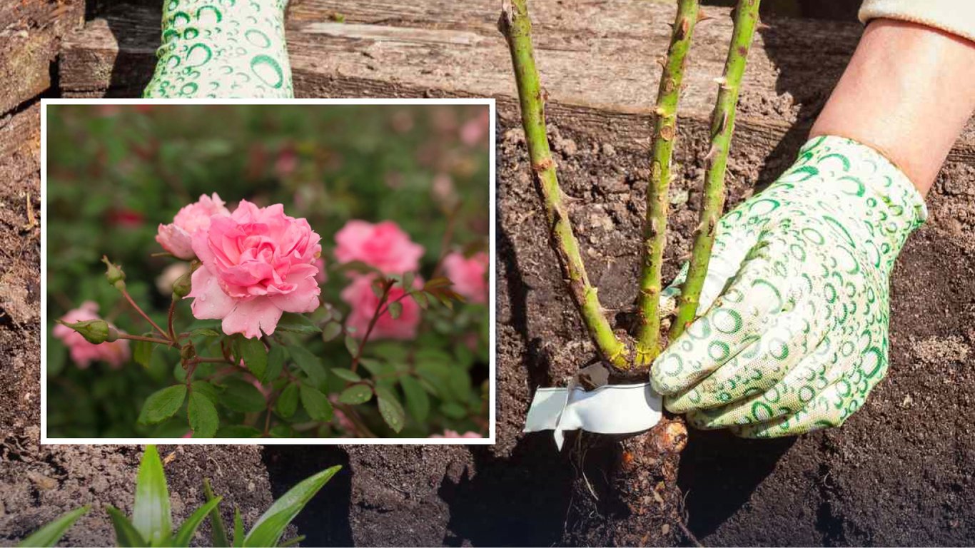 Какой сорт розы посадить в 2026 году: морозостойкий, не болеет и цветет все лето