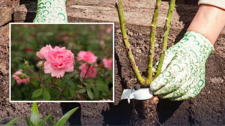 Посадите эту розу: морозостойкая, не болеет и цветет все лето - 285x160