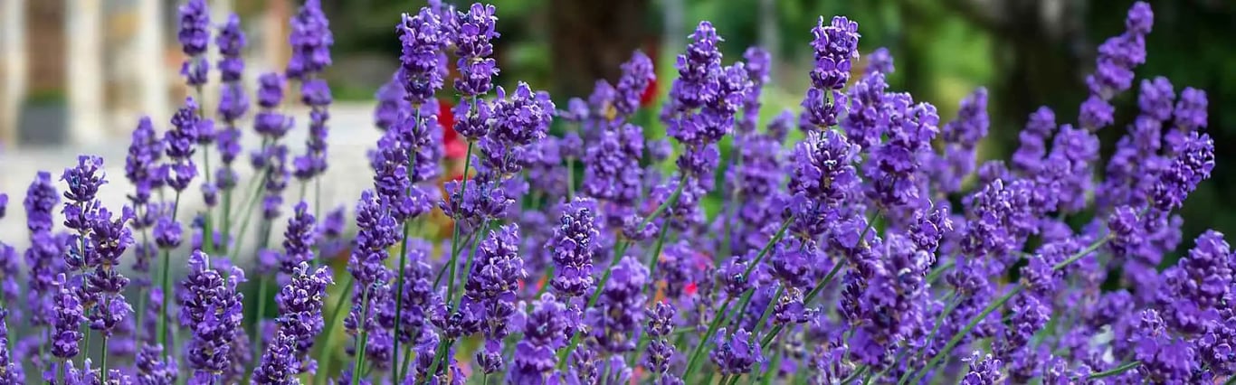 Чем подкормить лаванду — секретные удобрения из вашей кухни